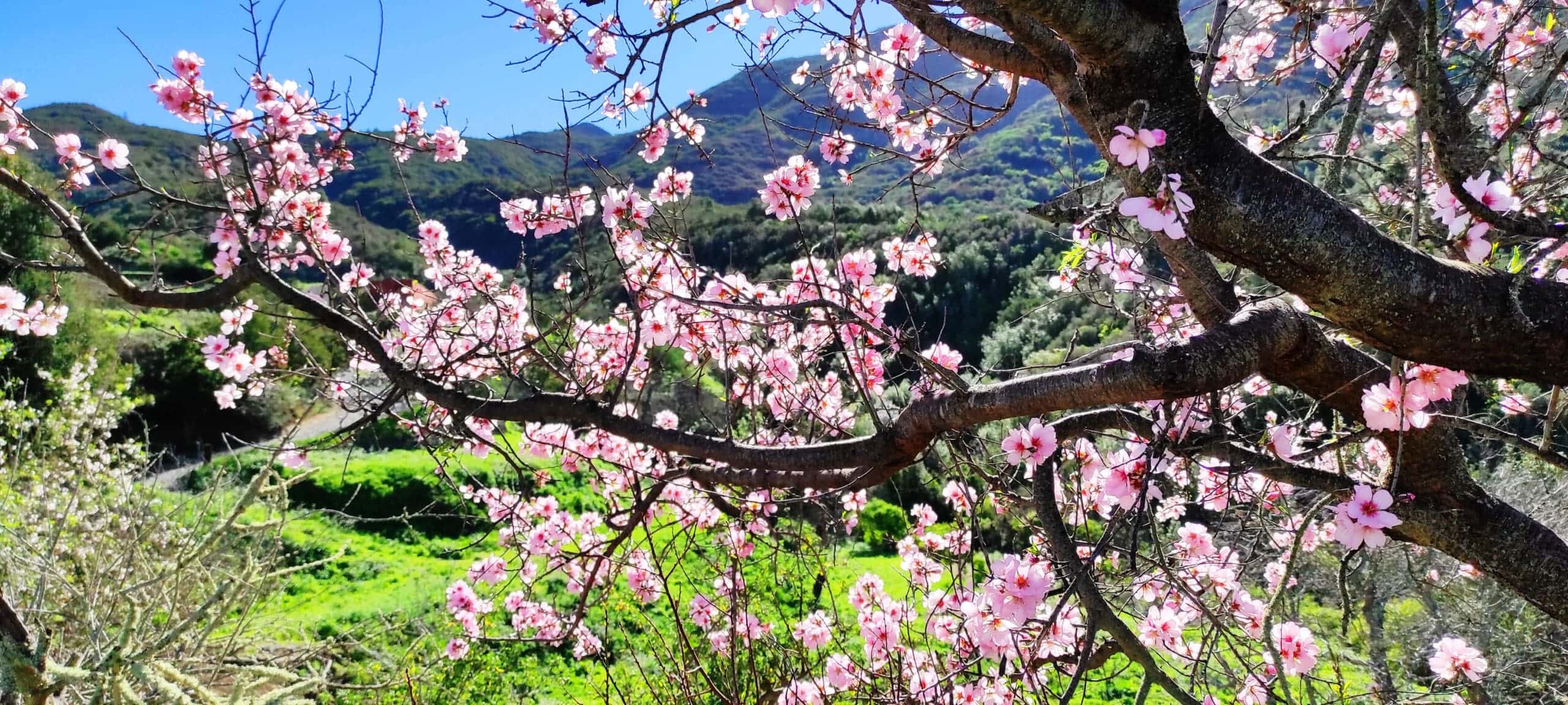 Mandelblütentour: Santiago del Teide 29 Mandelblütentour: Santiago del Teide – Bild 29