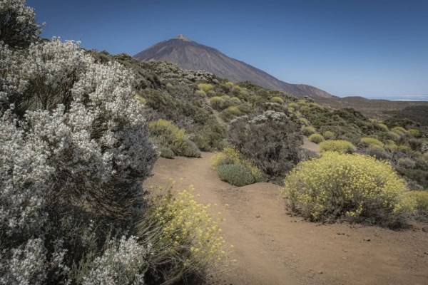 Arenas Negras im Teide Nationalpark