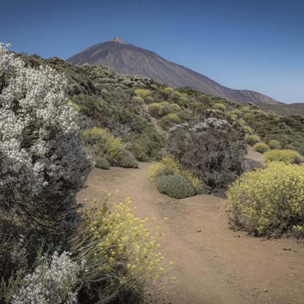 Arenas Negras im Teide Nationalpark – Bild 32