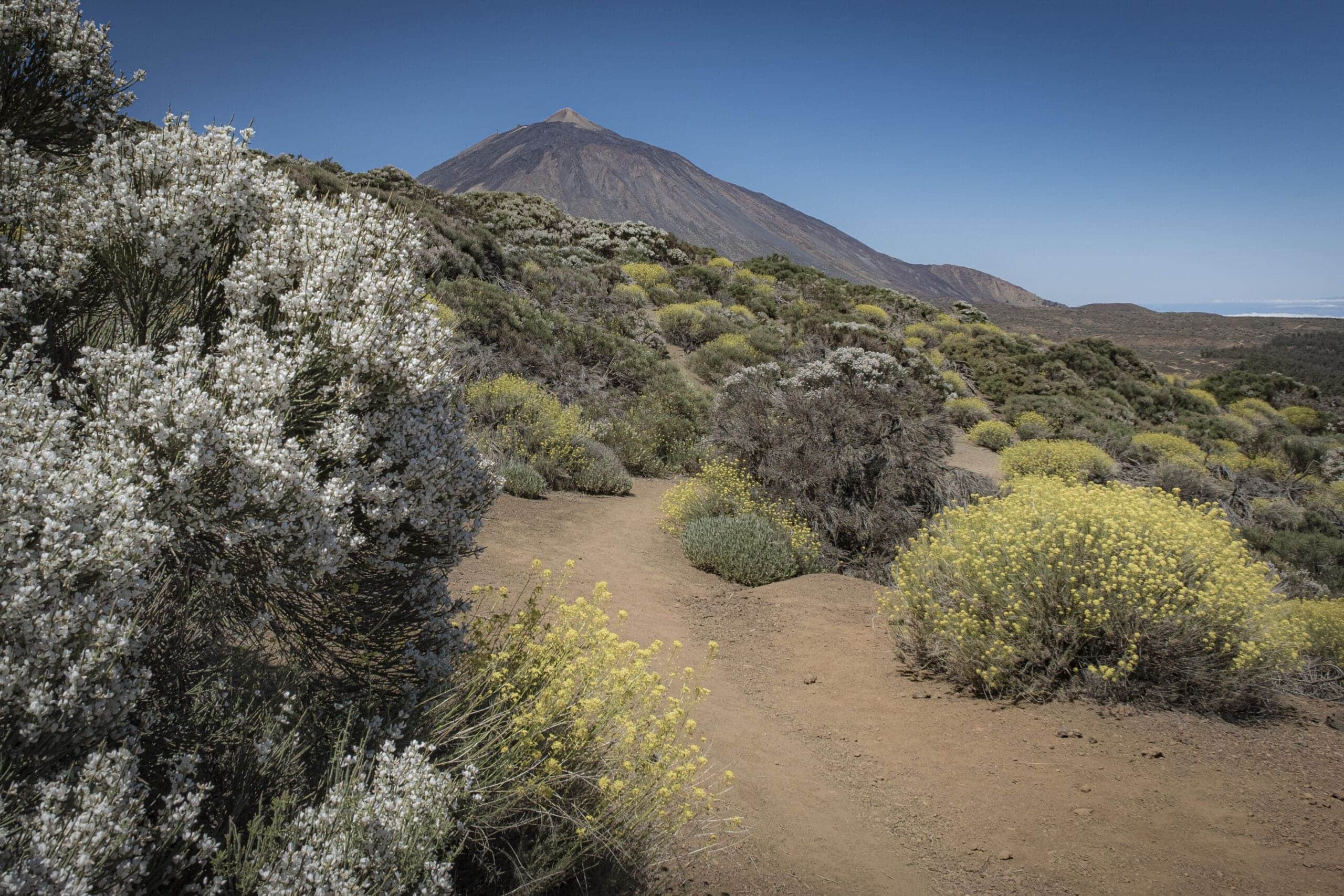 Arenas Negras im Teide Nationalpark 32 Arenas Negras im Teide Nationalpark – Bild 32