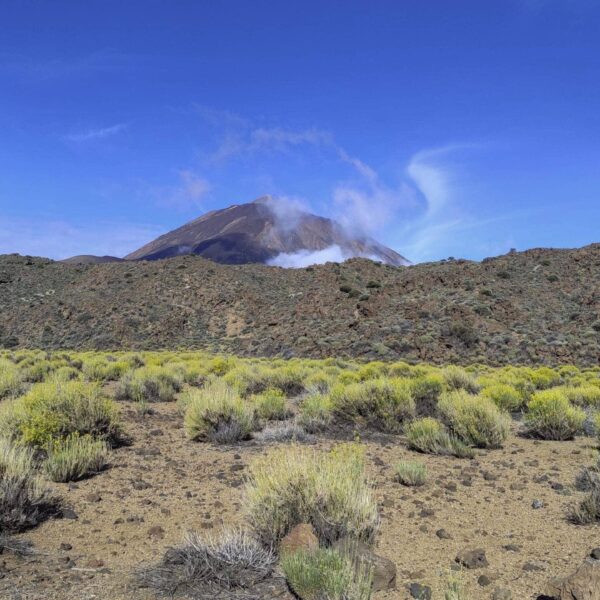 Arenas Negras im Teide Nationalpark – Bild 21