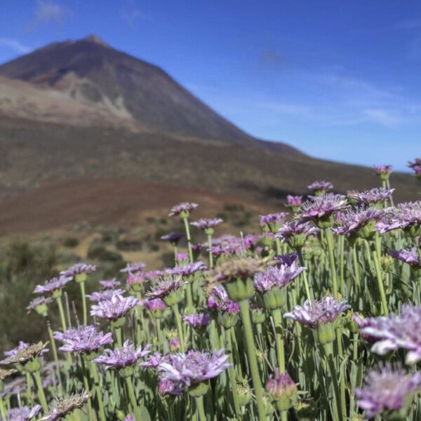 Arenas Negras im Teide Nationalpark – Bild 22