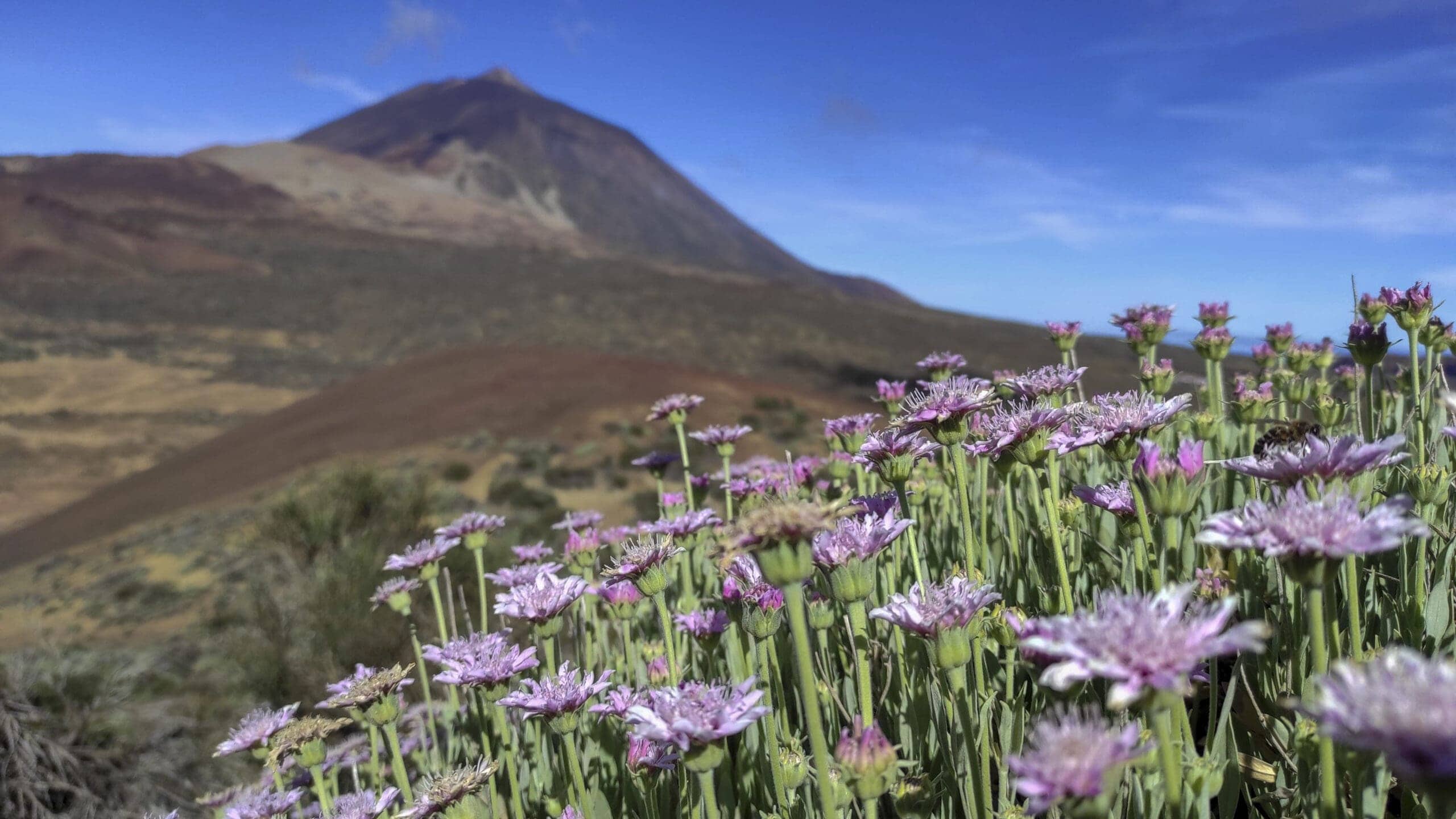 Arenas Negras im Teide Nationalpark 22 Arenas Negras im Teide Nationalpark – Bild 22