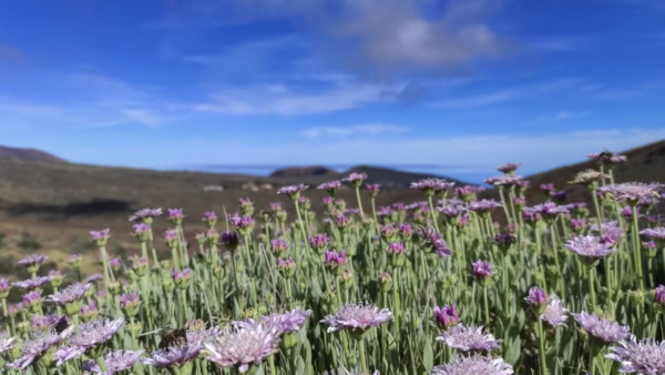 Arenas Negras im Teide Nationalpark