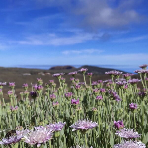 Arenas Negras im Teide Nationalpark – Bild 23