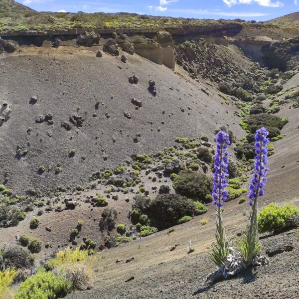 Arenas Negras im Teide Nationalpark – Bild 24
