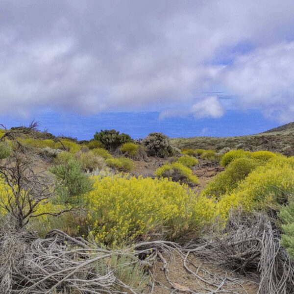 Arenas Negras im Teide Nationalpark – Bild 25