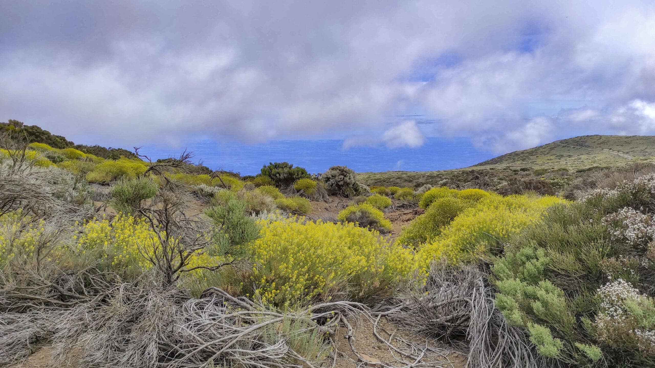 Arenas Negras im Teide Nationalpark 25 Arenas Negras im Teide Nationalpark – Bild 25