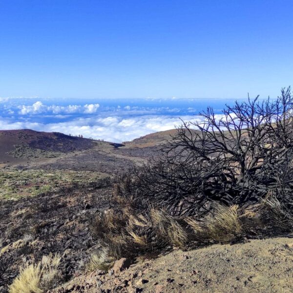 Arenas Negras im Teide Nationalpark – Bild 2