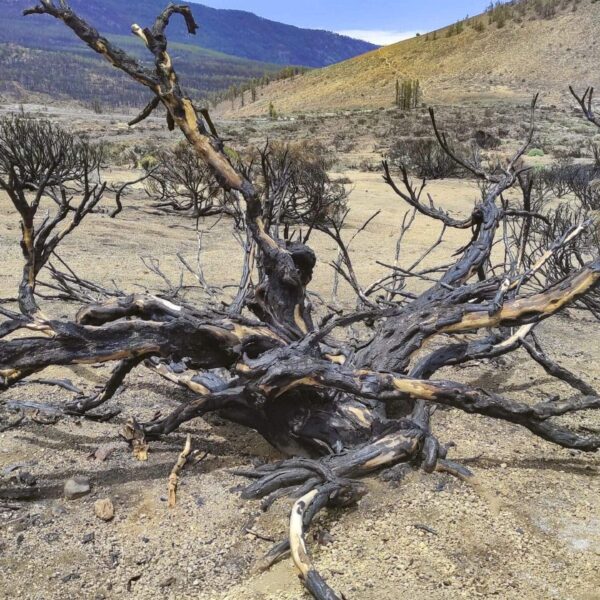 Arenas Negras im Teide Nationalpark – Bild 6