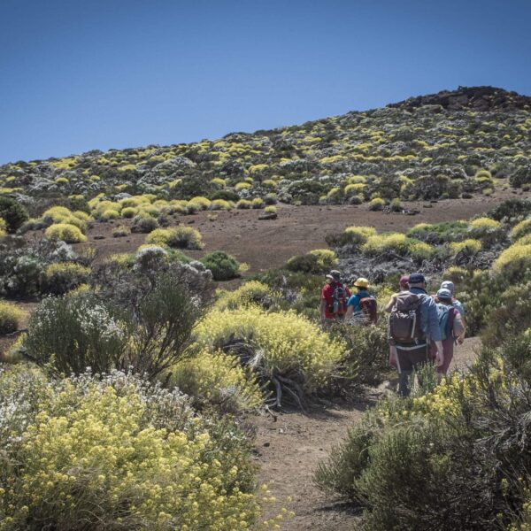 Arenas Negras im Teide Nationalpark – Bild 4