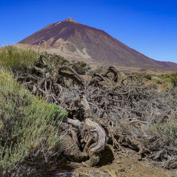 Arenas Negras im Teide Nationalpark – Bild 28