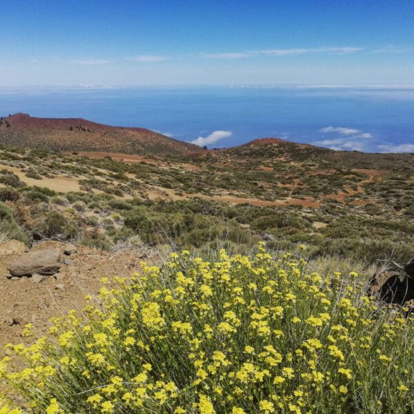 Arenas Negras im Teide Nationalpark – Bild 5