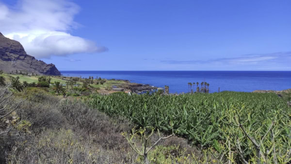 Buenavista del Norte