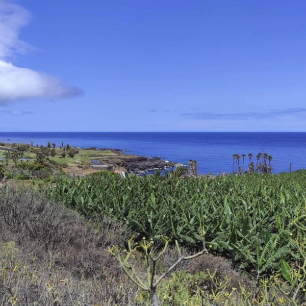 Buenavista del Norte – Bild 7