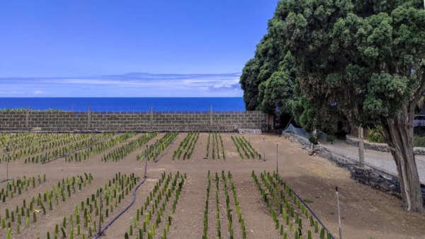 Buenavista del Norte