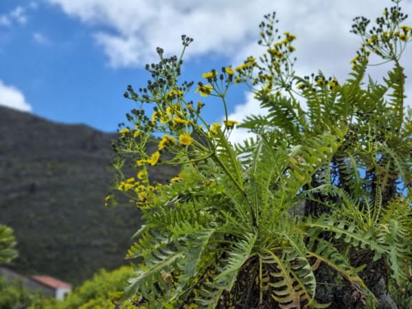 Chamorga