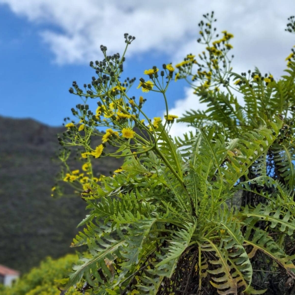 Chamorga – Bild 9