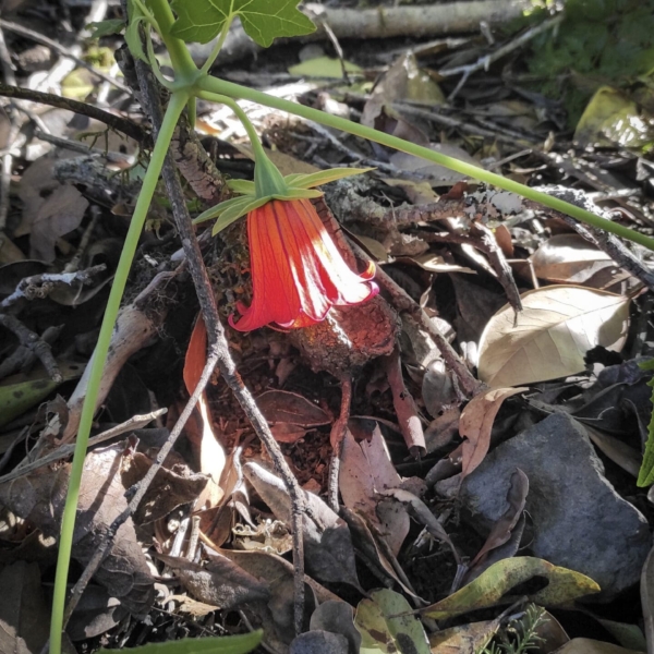 Chamorga – Bild 12