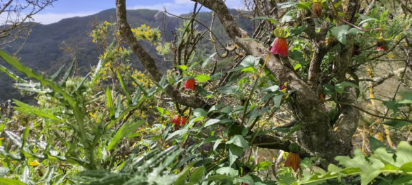Chamorga