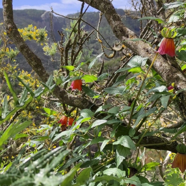 Chamorga – Bild 16