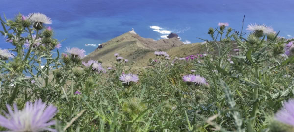Chamorga