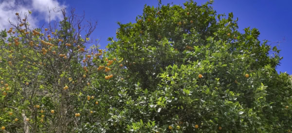 El Batán