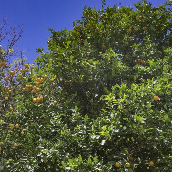 El Batán – Bild 7