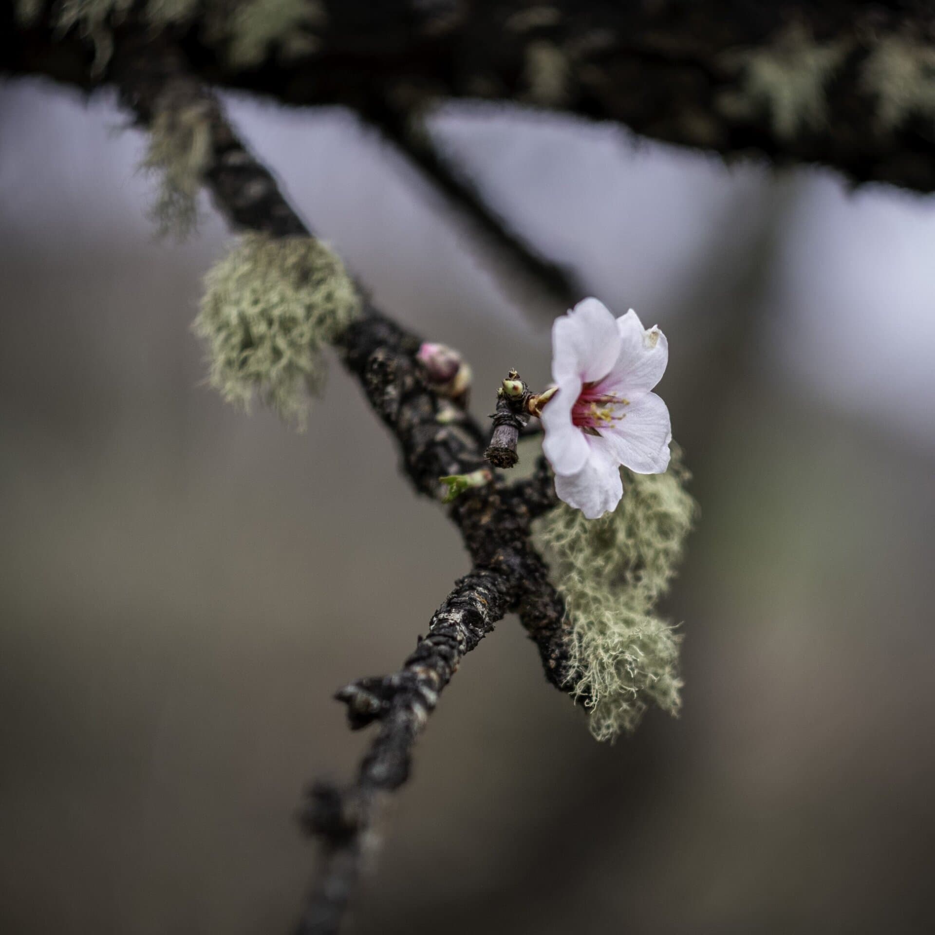 Mandelblütentour: Santiago del Teide 15 Mandelblütentour: Santiago del Teide – Bild 15
