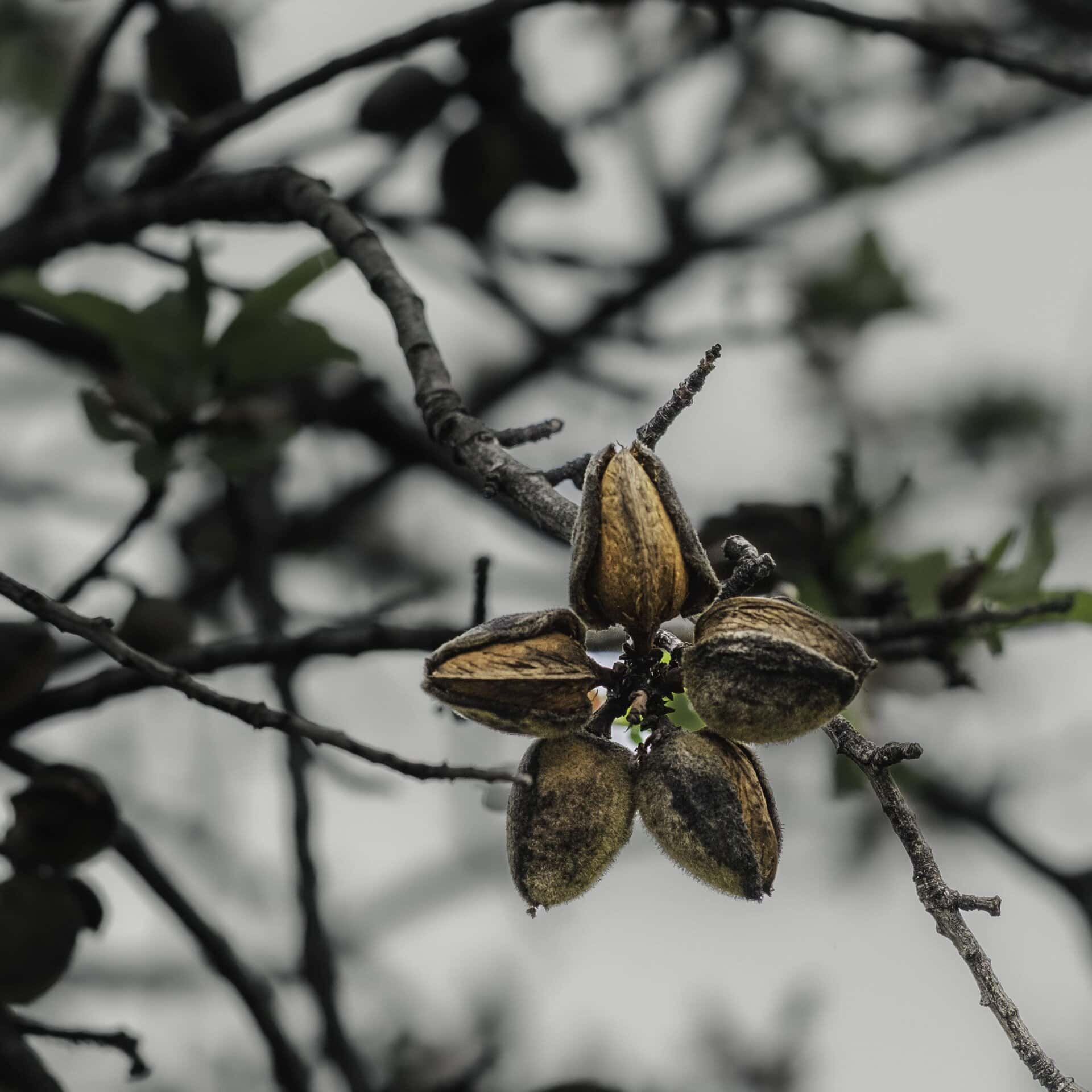 Mandelblütentour: Santiago del Teide 16 Mandelblütentour: Santiago del Teide – Bild 16