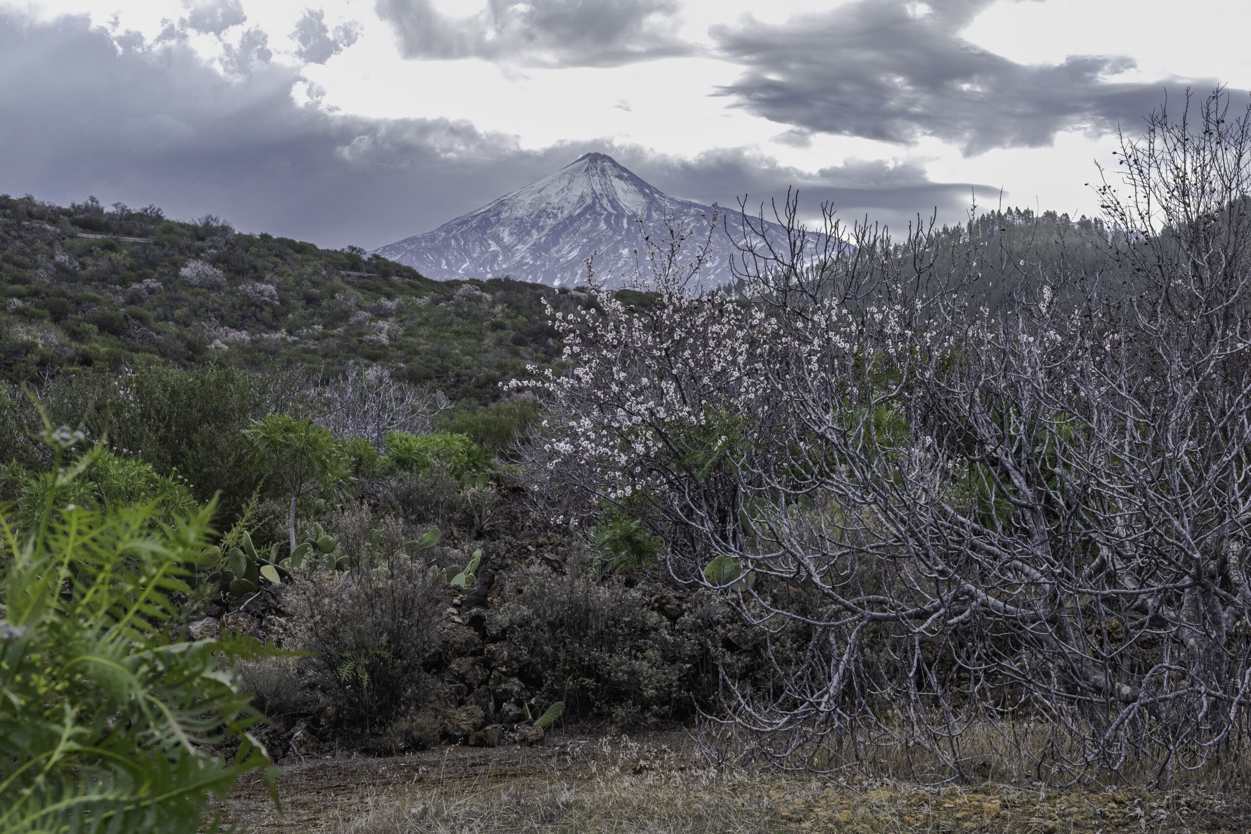 Mandelblütentour: Santiago del Teide 17 Mandelblütentour: Santiago del Teide – Bild 17