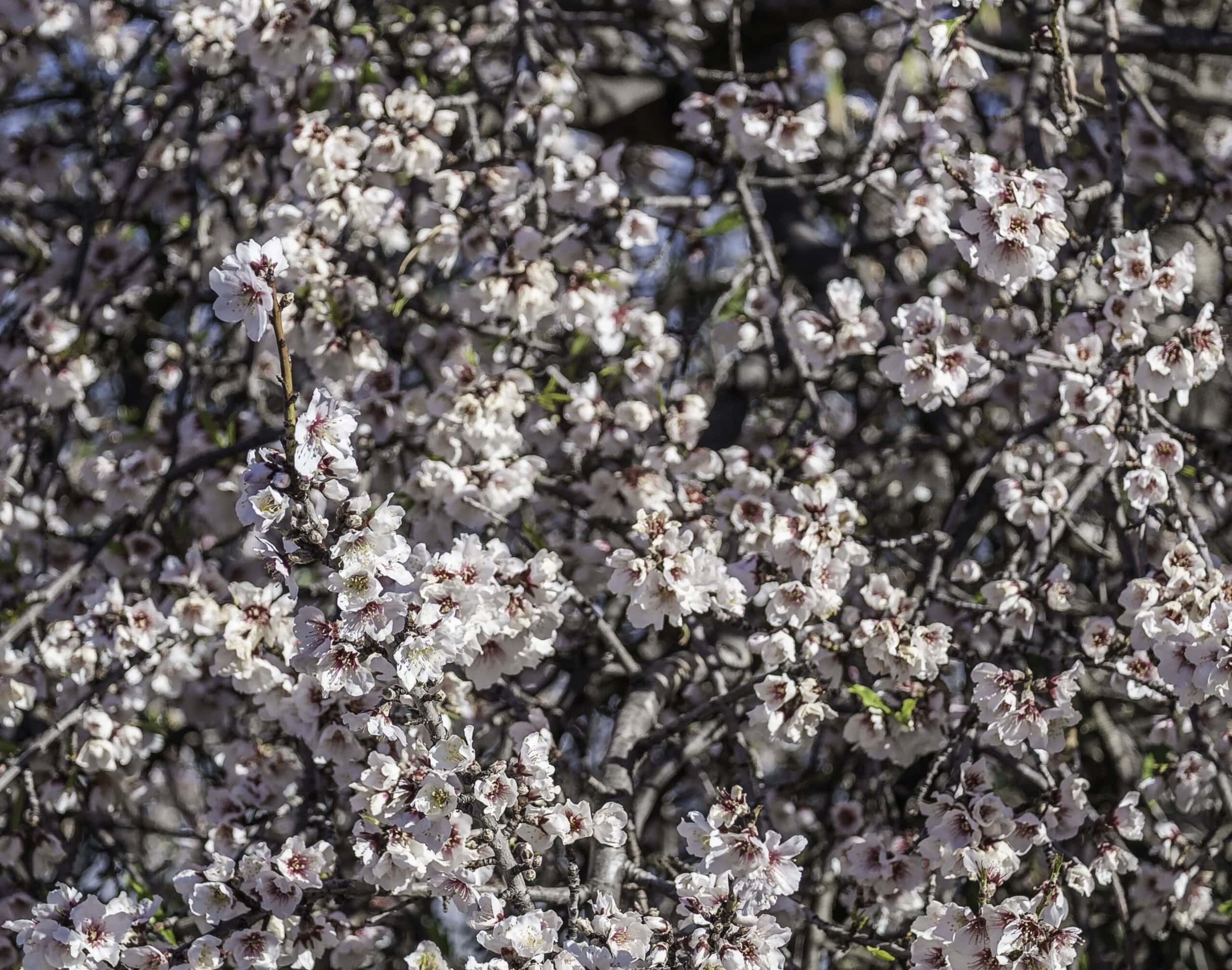 Mandelblütentour: Santiago del Teide 19 Mandelblütentour: Santiago del Teide – Bild 19