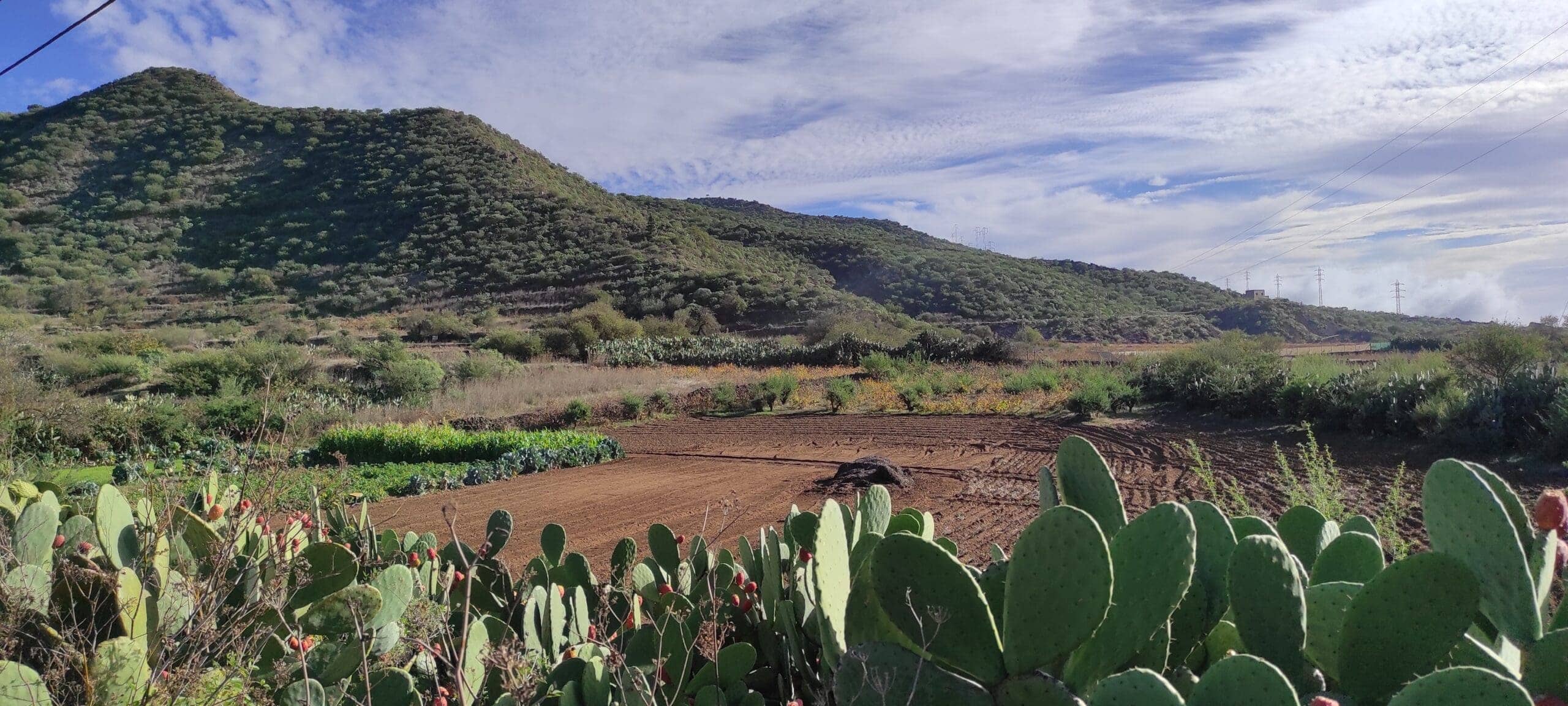 Mandelblütentour: Santiago del Teide 20 Mandelblütentour: Santiago del Teide – Bild 20