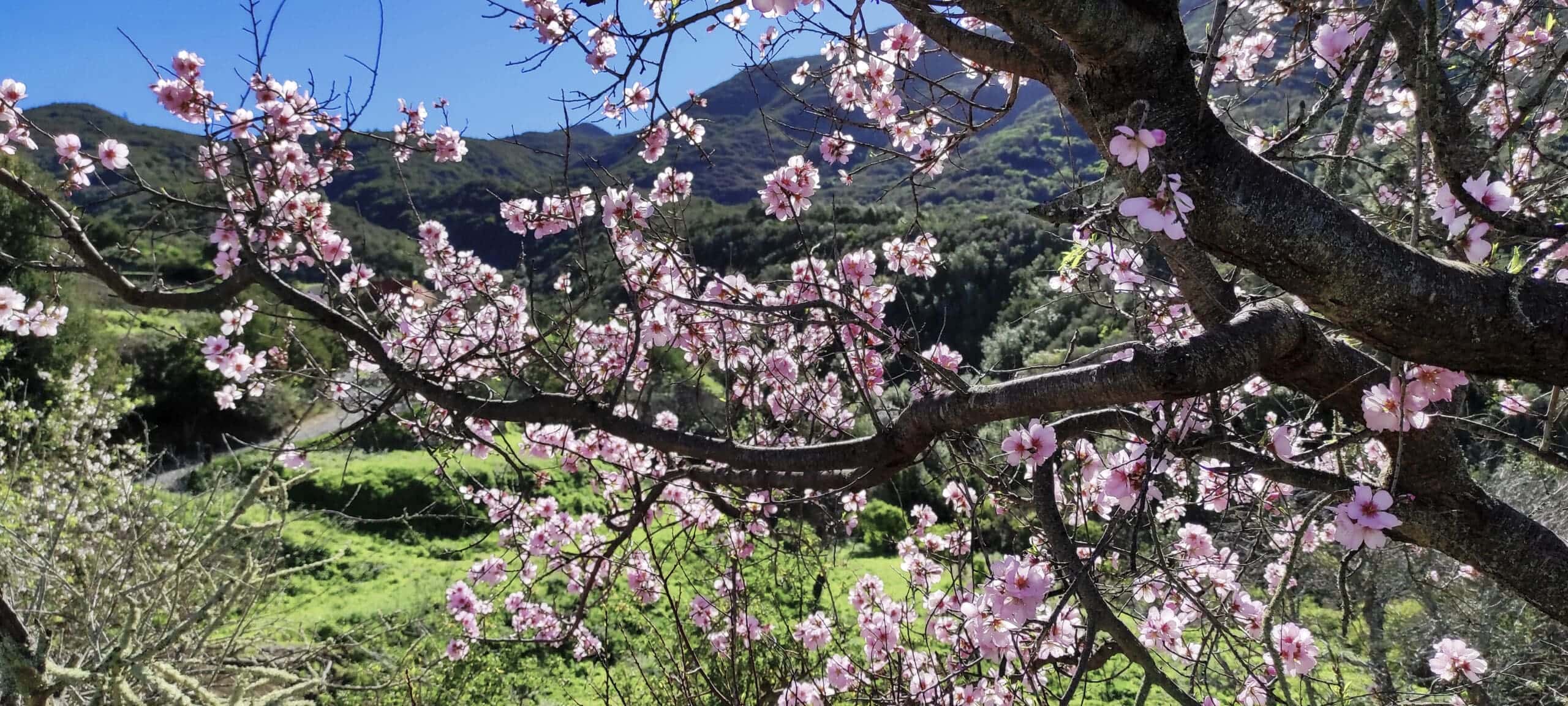 Mandelblütentour: Santiago del Teide 23 Mandelblütentour: Santiago del Teide – Bild 23