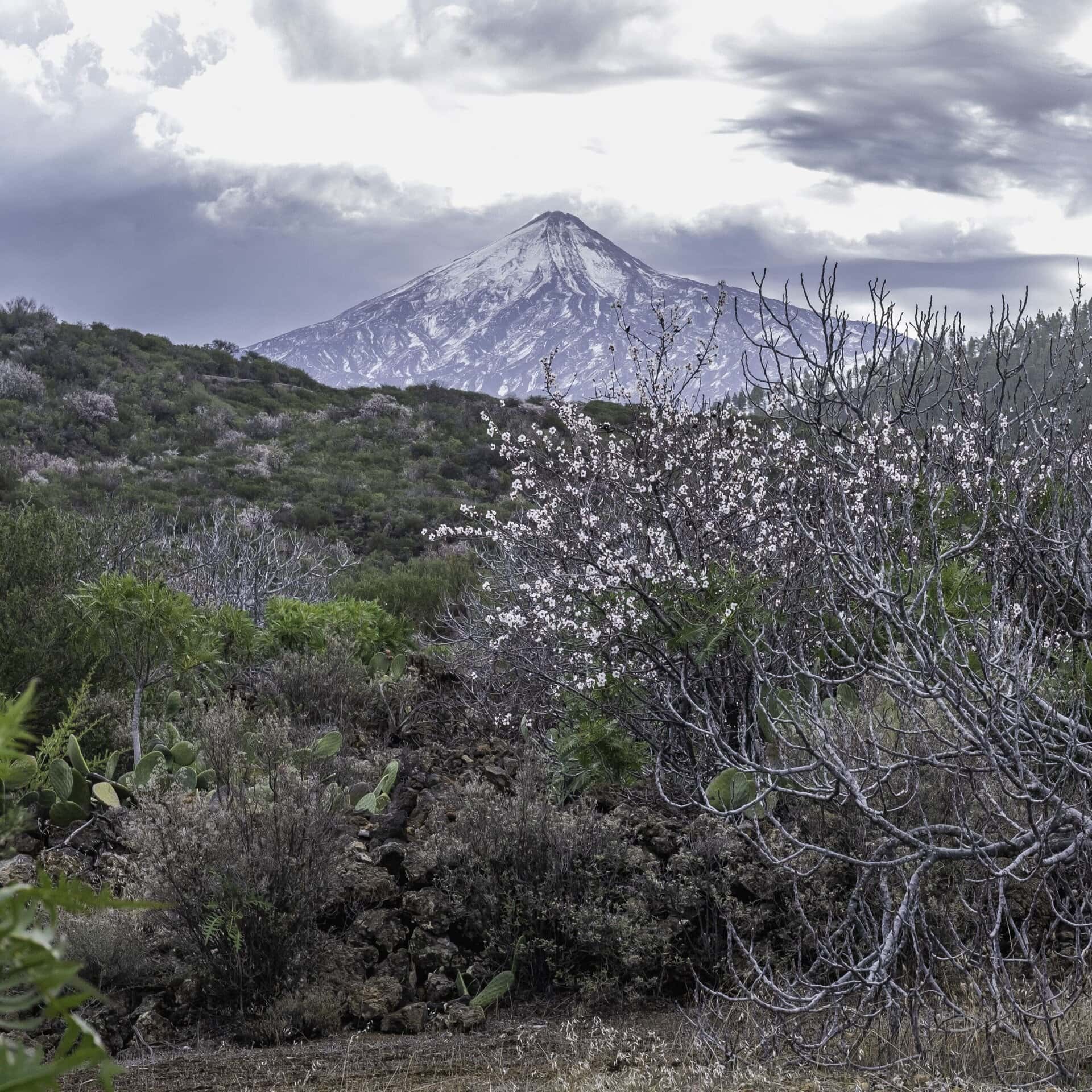 Mandelblütentour: Santiago del Teide 18 Mandelblütentour: Santiago del Teide – Bild 18