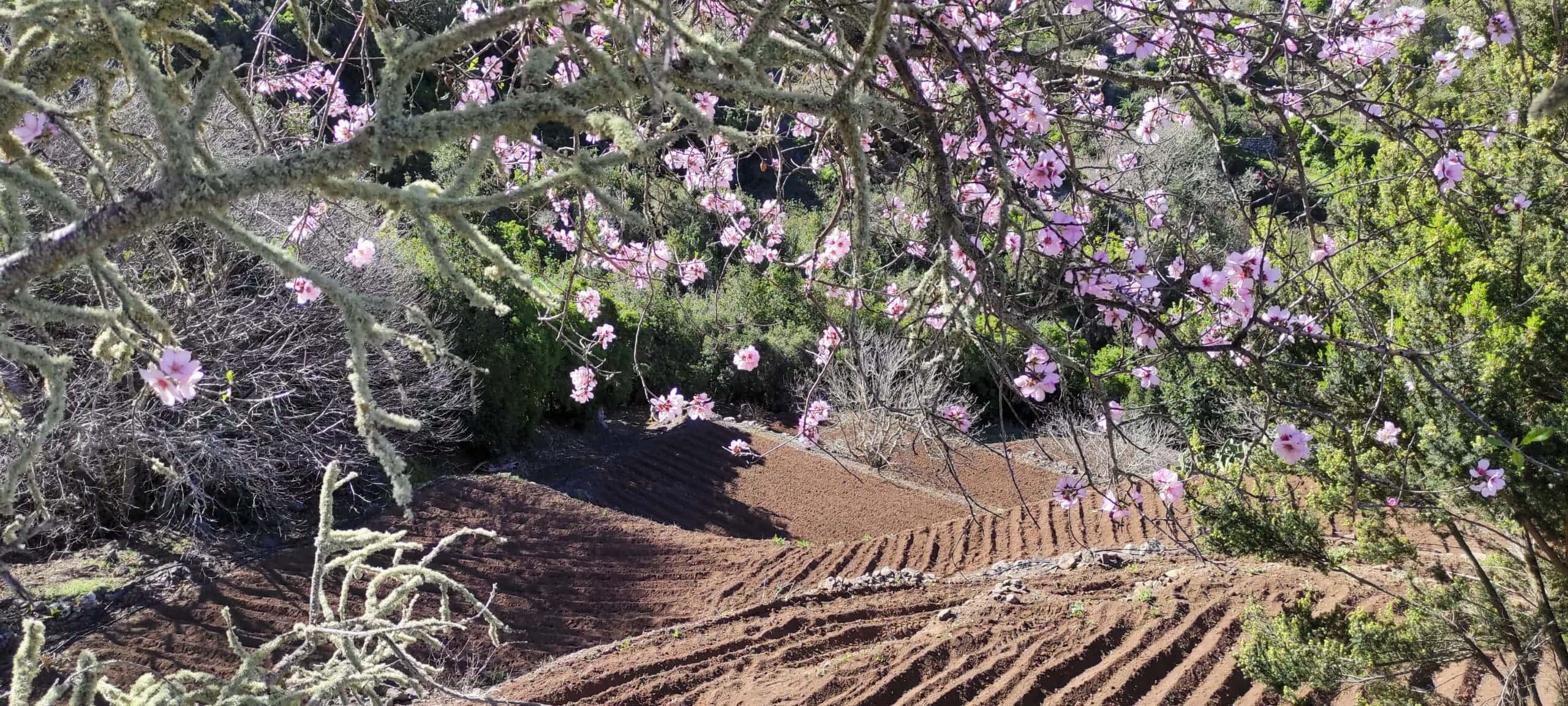 Mandelblütentour: Santiago del Teide 24 Mandelblütentour: Santiago del Teide – Bild 24