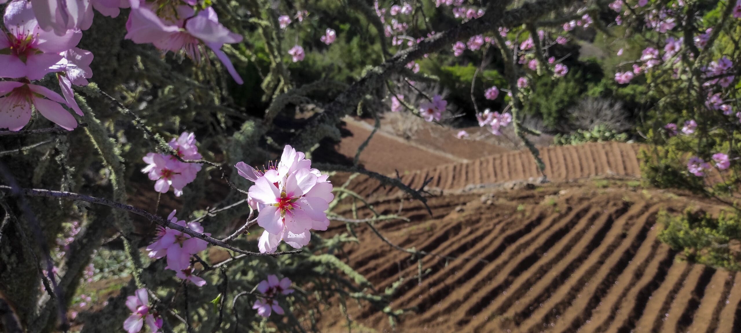 Mandelblütentour: Santiago del Teide 25 Mandelblütentour: Santiago del Teide – Bild 25