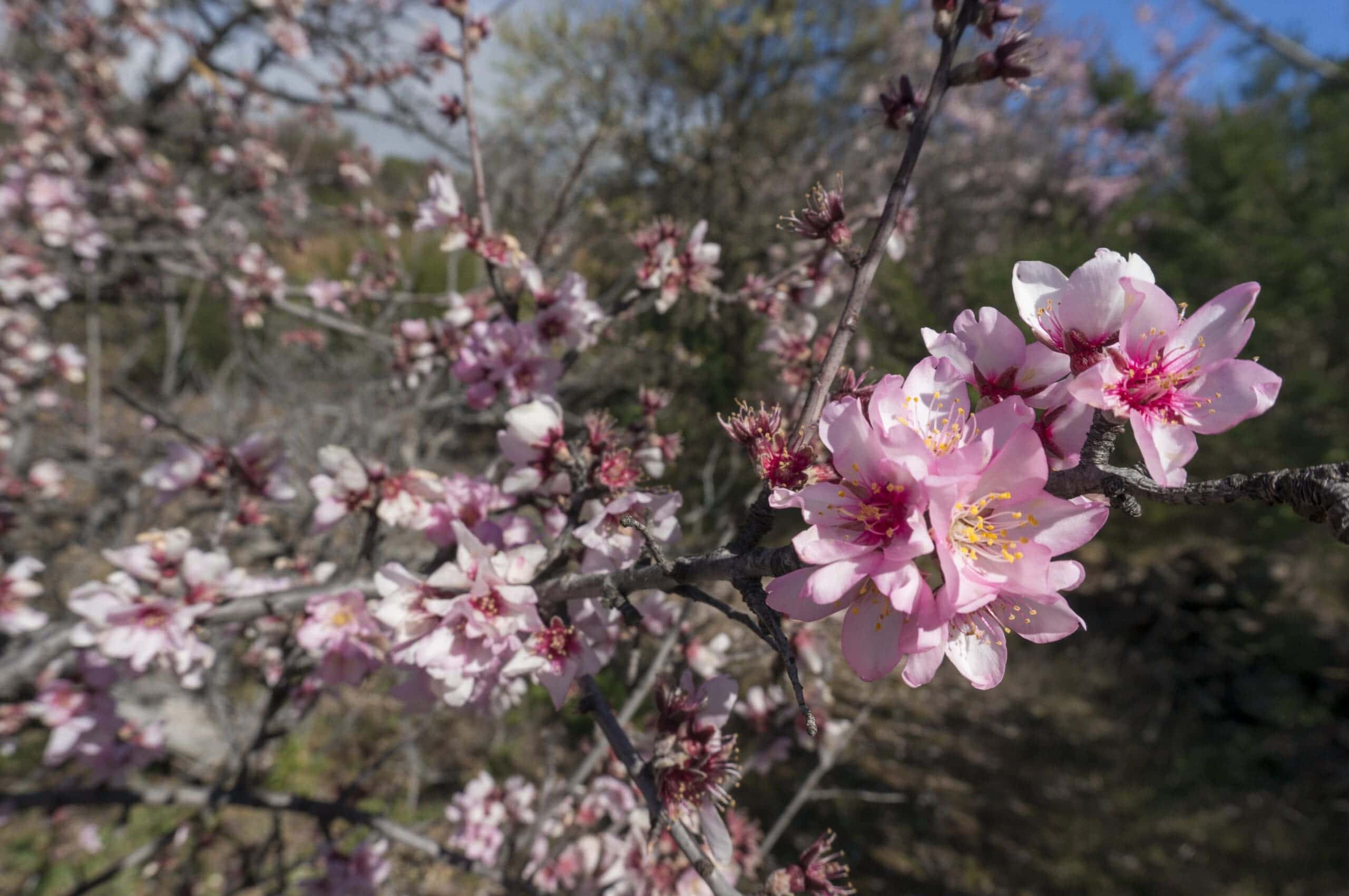 Mandelblütentour: Santiago del Teide 26 Mandelblütentour: Santiago del Teide – Bild 26