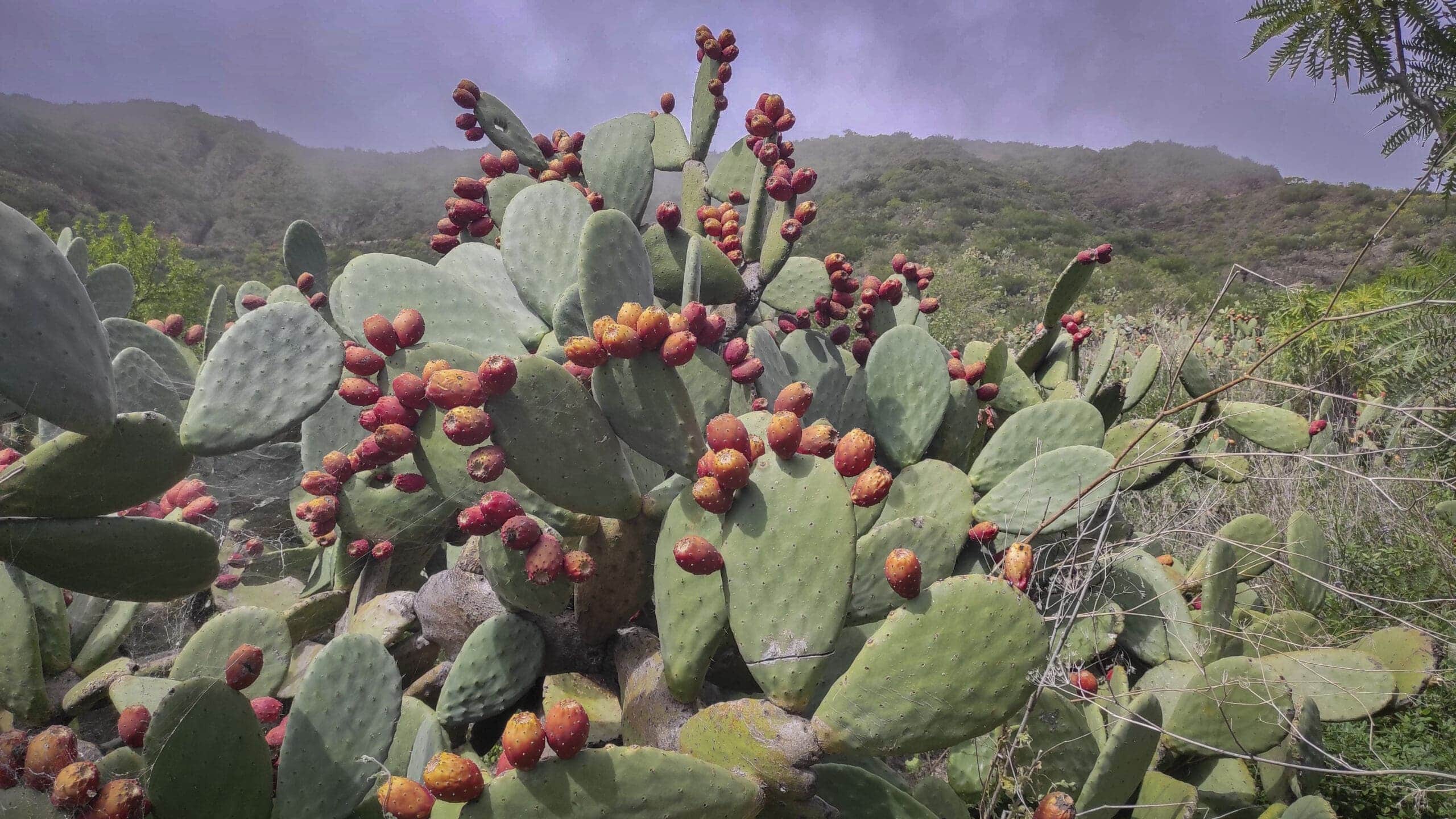 Mandelblütentour: Santiago del Teide 14 Mandelblütentour: Santiago del Teide – Bild 14
