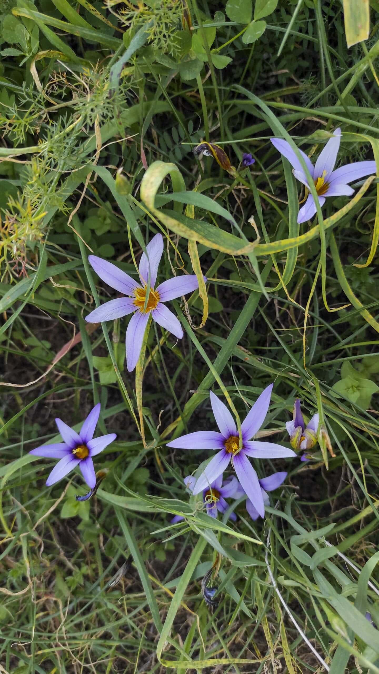 Mandelblütentour: Santiago del Teide 27 Mandelblütentour: Santiago del Teide – Bild 27
