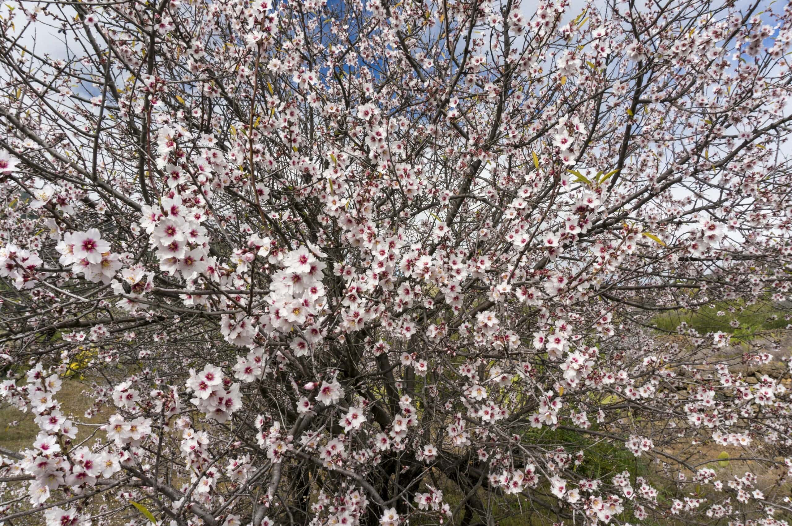 Mandelblütentour: Santiago del Teide 10 Mandelblütentour: Santiago del Teide – Bild 10