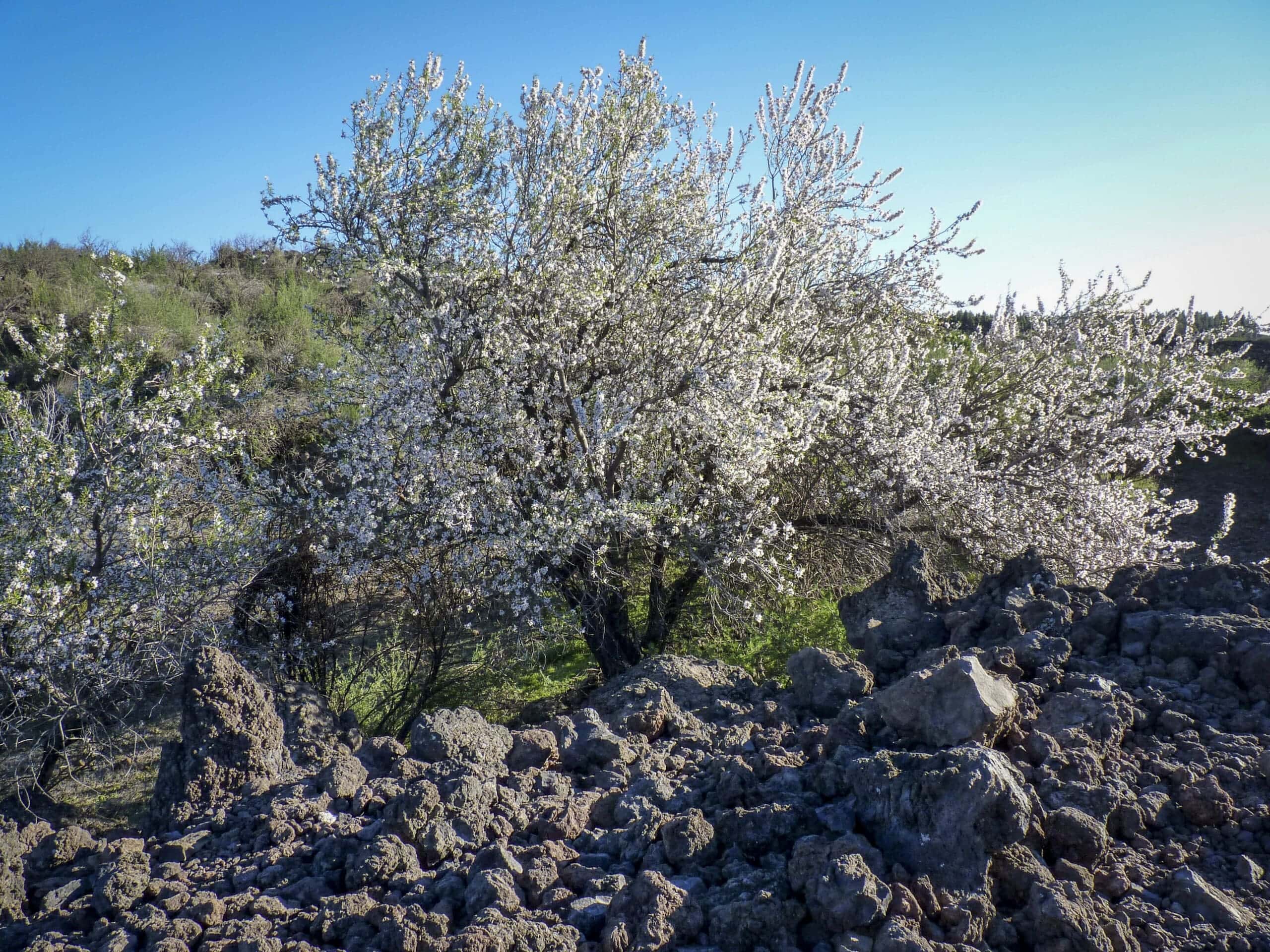 Mandelblütentour: Santiago del Teide 28 Mandelblütentour: Santiago del Teide – Bild 28
