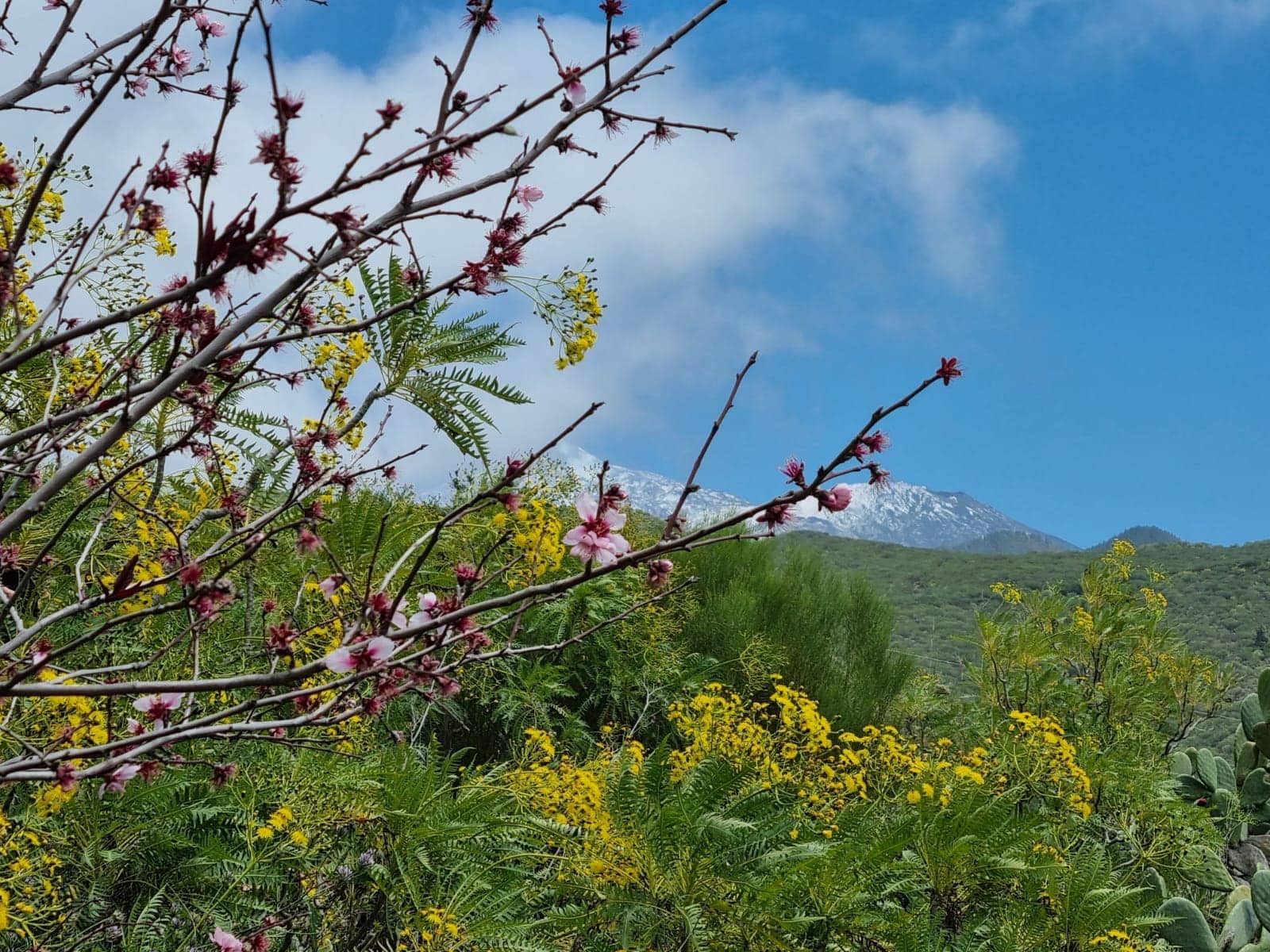 Mandelblütentour: Santiago del Teide 2 Mandelblütentour: Santiago del Teide – Bild 2