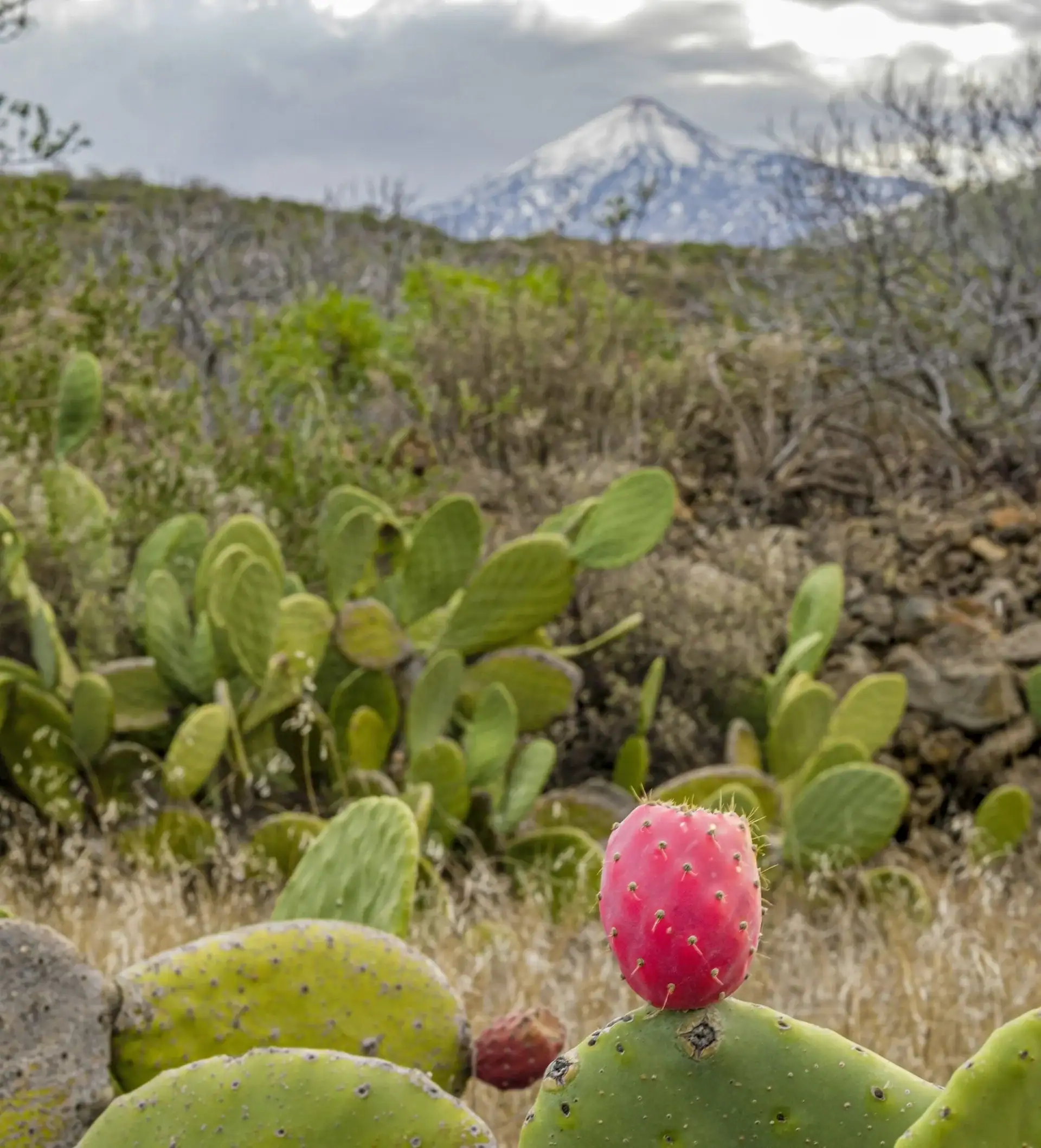 Mandelblütentour: Santiago del Teide 8 Mandelblütentour: Santiago del Teide – Bild 8