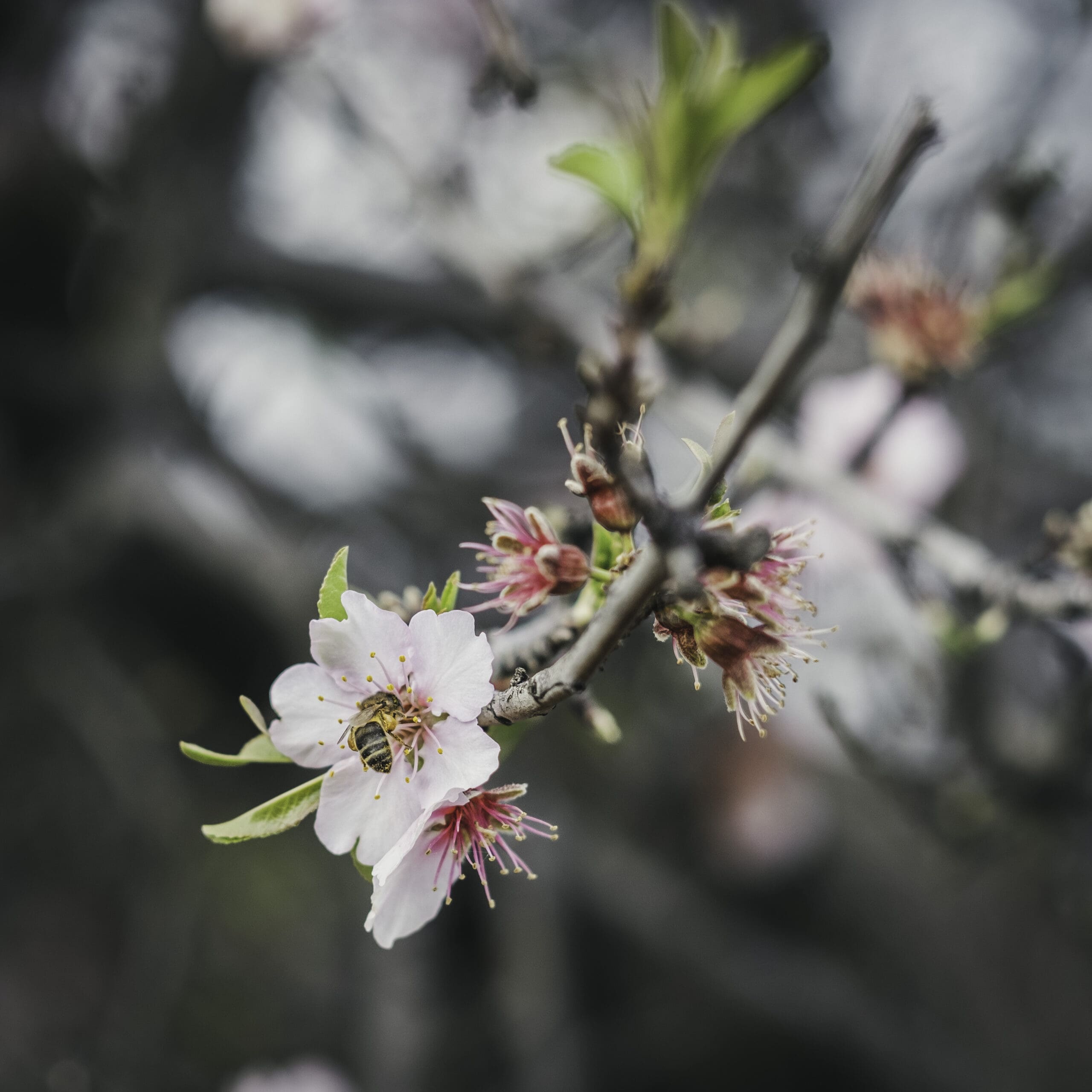 Mandelblütentour: Santiago del Teide 3 Mandelblütentour: Santiago del Teide – Bild 3