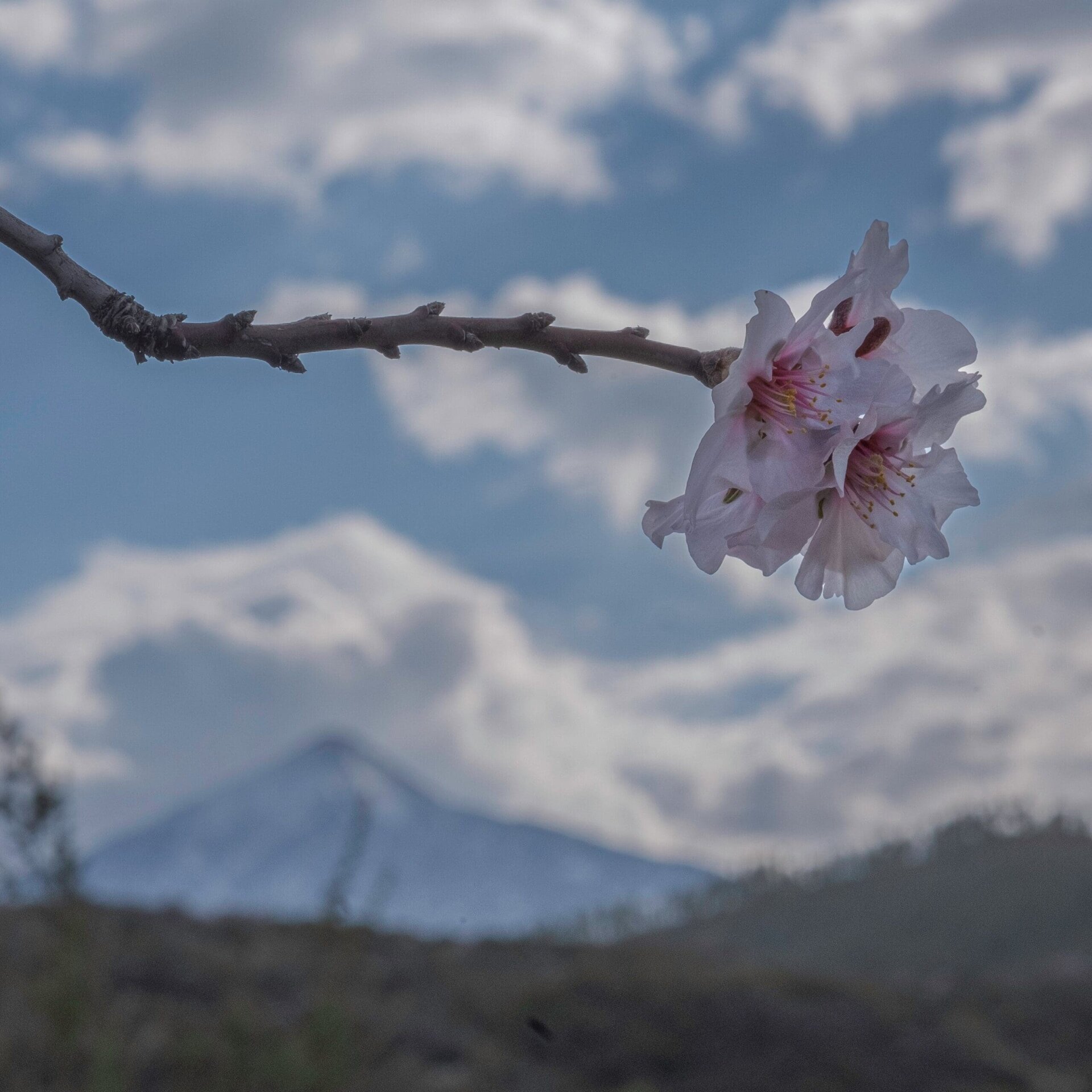 Mandelblütentour: Santiago del Teide 5 Mandelblütentour: Santiago del Teide – Bild 5