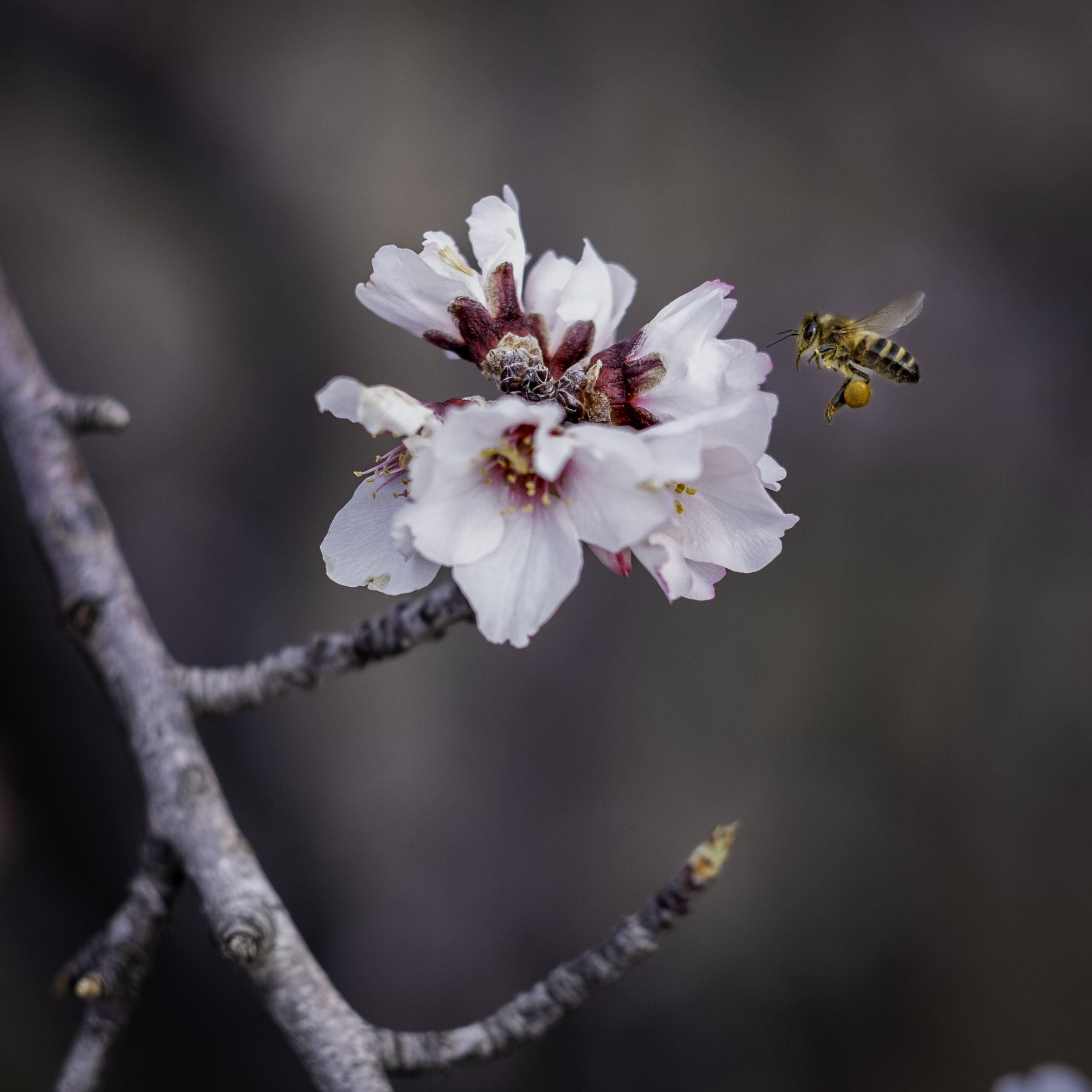 Mandelblütentour: Santiago del Teide 7 Mandelblütentour: Santiago del Teide – Bild 7