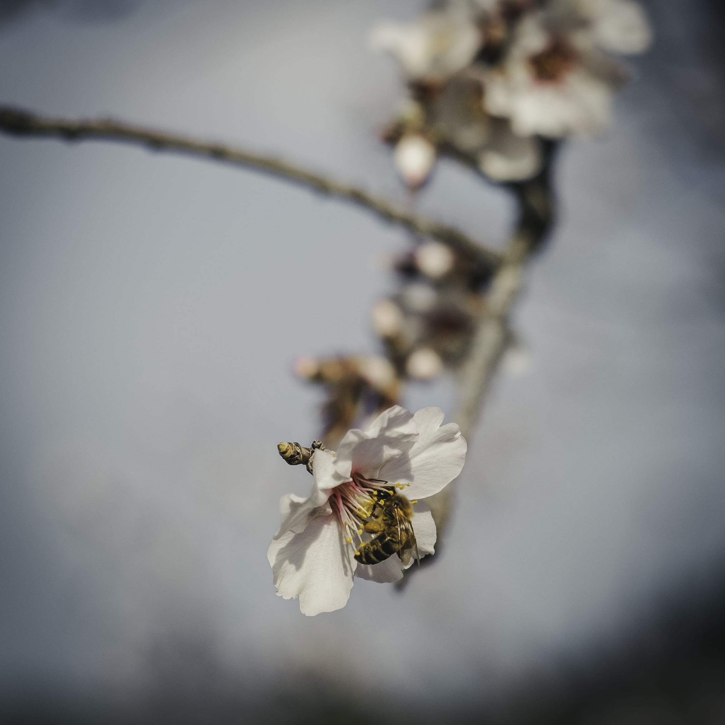 Mandelblütentour: Santiago del Teide 9 Mandelblütentour: Santiago del Teide – Bild 9