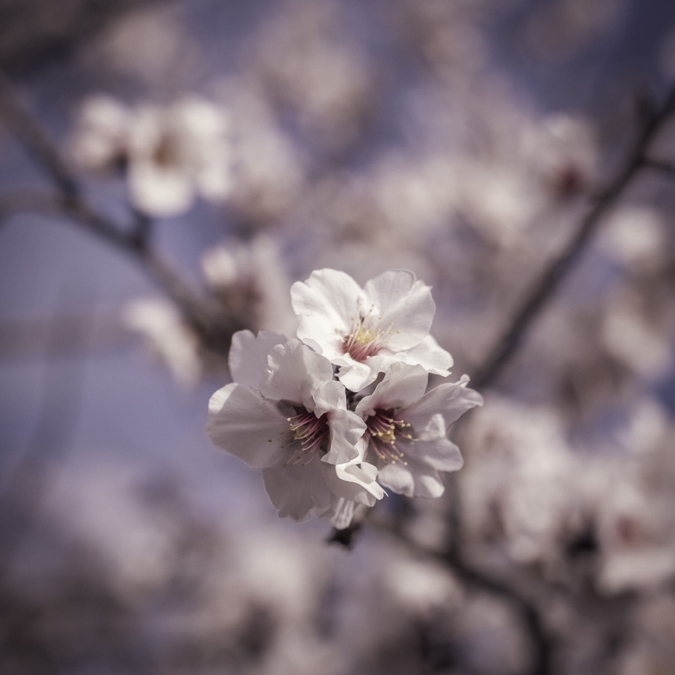 Mandelblütentour: Santiago del Teide 11 Mandelblütentour: Santiago del Teide – Bild 11