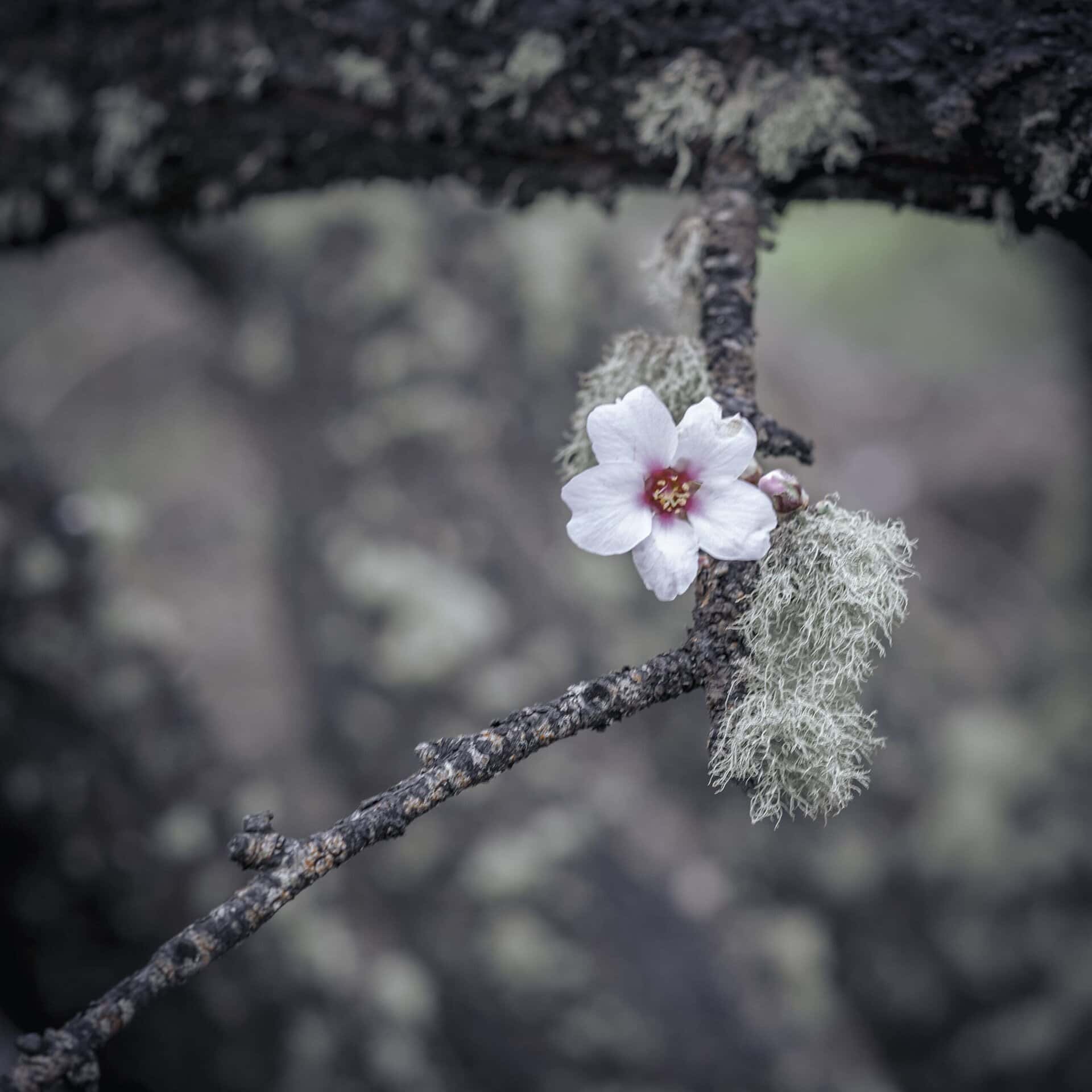 Mandelblütentour: Santiago del Teide 13 Mandelblütentour: Santiago del Teide – Bild 13